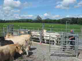 Cattle handling2